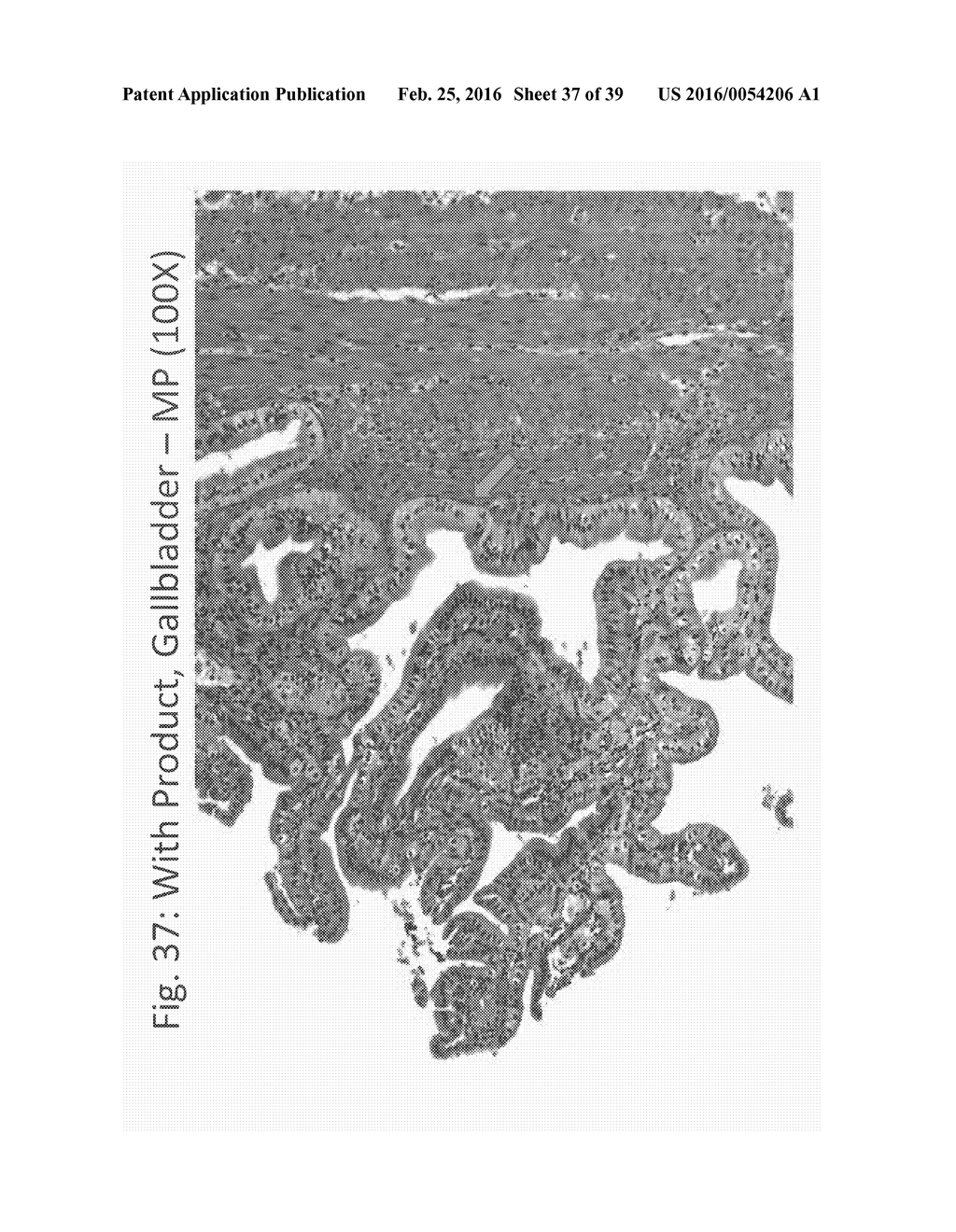 AQUEOUS COMPOSITIONS AND METHODS OF USING THE SAME FORHISTOPATHOLOGICAL     EVALUATION OF TISSUE SAMPLES - diagram, schematic, and image 38