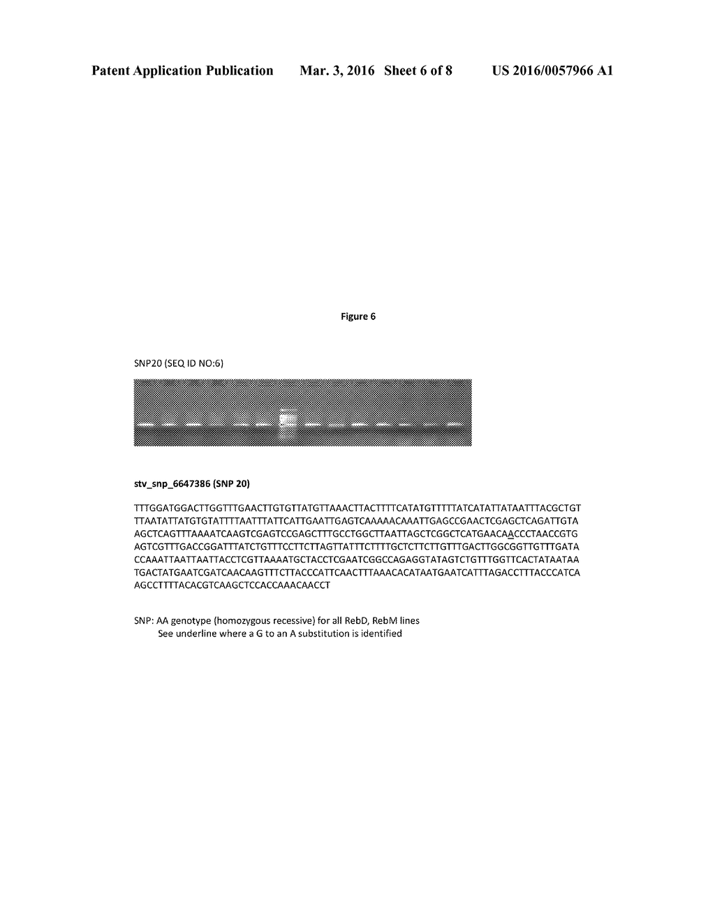Stevia Cultivar '814011' - diagram, schematic, and image 07