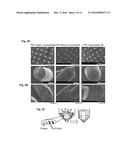 Methods of Testing for Allergen Sensitivity diagram and image