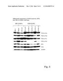 USE OF SUBSTITUTED 2,3-DIHYDROIMIDAZO[1,2-C]QUINAZOLINES FOR TREATING     LYMPHOMAS diagram and image