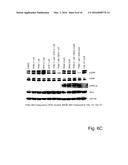 USE OF SUBSTITUTED 2,3-DIHYDROIMIDAZO[1,2-C]QUINAZOLINES FOR TREATING     LYMPHOMAS diagram and image