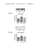 MITOCHONDRIAL-TARGETED ANTIOXIDANTS PROTECT AGAINST MECHANICAL     VENTILATION-INDUCED DIAPHRAGM DYSFUNCTION AND SKELETAL MUSCLE ATROPHY diagram and image