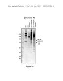 FACTOR VIII POLYMER CONJUGATES diagram and image