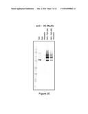 FACTOR VIII POLYMER CONJUGATES diagram and image