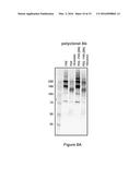 FACTOR VIII POLYMER CONJUGATES diagram and image