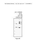 FACTOR VIII POLYMER CONJUGATES diagram and image