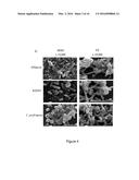 THERAPEUTIC FOR TREATING CLOSTRIDIUM DIFFICILE INFECTION diagram and image