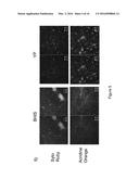 THERAPEUTIC FOR TREATING CLOSTRIDIUM DIFFICILE INFECTION diagram and image