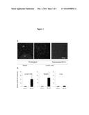 ANTI-TUMOR DNA VACCINE diagram and image