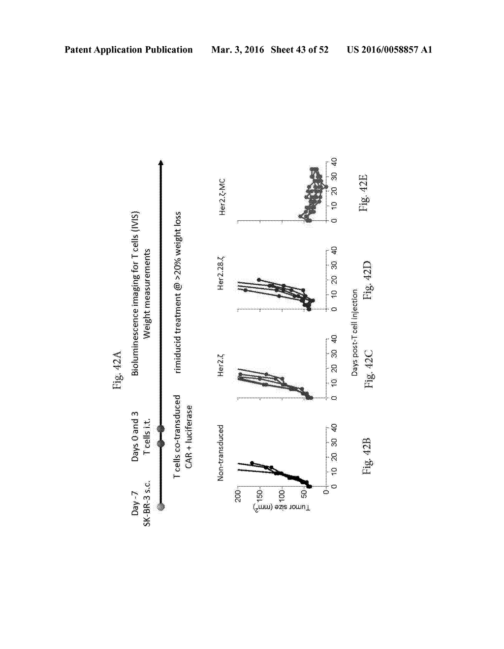 COSTIMULATION OF CHIMERIC ANTIGEN RECEPTORS BY MYD88 AND CD40 POLYPEPTIDES - diagram, schematic, and image 44