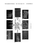 SELF-ASSEMBLED TUNABLE NETWORKS OF STICKY COLLOIDAL PARTICLES diagram and image