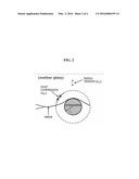 HIGH STRENGTH AND AESTHETIC LITHIUM DISILICATE CRYSTALLINE GLASS-CERAMICS     CONTAINING CRISTOBALITE CRYSTAL AND PREPARATION METHOD THEREOF diagram and image