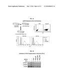 Development of Protein-Based Biotherapeutics That Penetrates Cell-Membrane     and Induces Anti-Pancreatic Cancer Effect - Improved Cell-Permeable     Suppressor of Cytokine Signaling (iCP-SOCS3) Proteins, Polynucleotides     Encoding the Same, and Anti-Pancreatic Cancer Compositions Comprising the     Same diagram and image