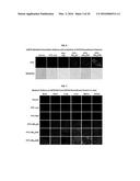 Development of a Protein-Based Biotherapeutic Agent That Penetrates     Cell-Membrane and Induces Anti-Tumor Effect in Solid Tumors - Improved     Cell-Permeable Suppressor of Cytokine Signaling (iCP-SOCS3) Proteins,     Polynucleotides Encoding the Same, and Anti-Tumor Compositions Comprising     the Same diagram and image