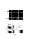 Development of a Protein-Based Biotherapeutic Agent That Penetrates     Cell-Membrane and Induces Anti-Tumor Effect in Solid Tumors - Improved     Cell-Permeable Suppressor of Cytokine Signaling (iCP-SOCS3) Proteins,     Polynucleotides Encoding the Same, and Anti-Tumor Compositions Comprising     the Same diagram and image