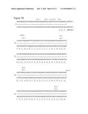 NOVEL NEURTURIN CONJUGATES FOR PHARMACEUTICAL USE diagram and image