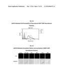 Development of Protein-Based Biotherapeutics That Induced Osteogenesis for     Bone Healing Therapy: Cell-Permeable BMP2 and BMP7 Recombinant Proteins     (CP-BMP2 & CP-BMP7), Polynucleotides Encoding the Same and Pro-osteogenic     Compositions Comprising the Same diagram and image