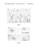 FGF MODULATION OF IN VIVO ANTIBODY PRODUCTION AND HUMORAL IMMUNITY diagram and image