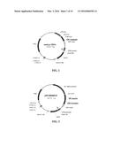 CYTOTOXIC ANTIBODY DIRECTED AGAINST TYPE B LYMPHOID HEMATOPOIETIC     PROLIFERATIONS diagram and image