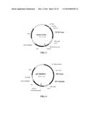 CYTOTOXIC ANTIBODY DIRECTED AGAINST TYPE B LYMPHOID HEMATOPOIETIC     PROLIFERATIONS diagram and image