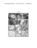 BIODEGRADABLE NETWORK POLYMERS FOR REGENERATIVE MEDICINE AND TISSUE     ENGINEERING diagram and image