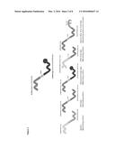 Improved Gene Targeting and Nucleic Acid Carrier Molecule, In Particular     for Use in Plants diagram and image