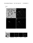 Improved Gene Targeting and Nucleic Acid Carrier Molecule, In Particular     for Use in Plants diagram and image