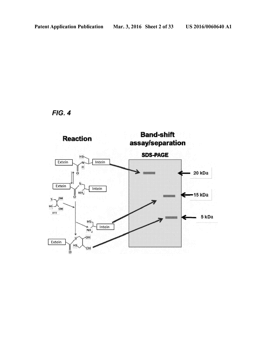 Coryneform Bacterium and Method for Producing Heterologous Fusion Proteins - diagram, schematic, and image 03