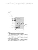 Coryneform Bacterium and Method for Producing Heterologous Fusion Proteins diagram and image