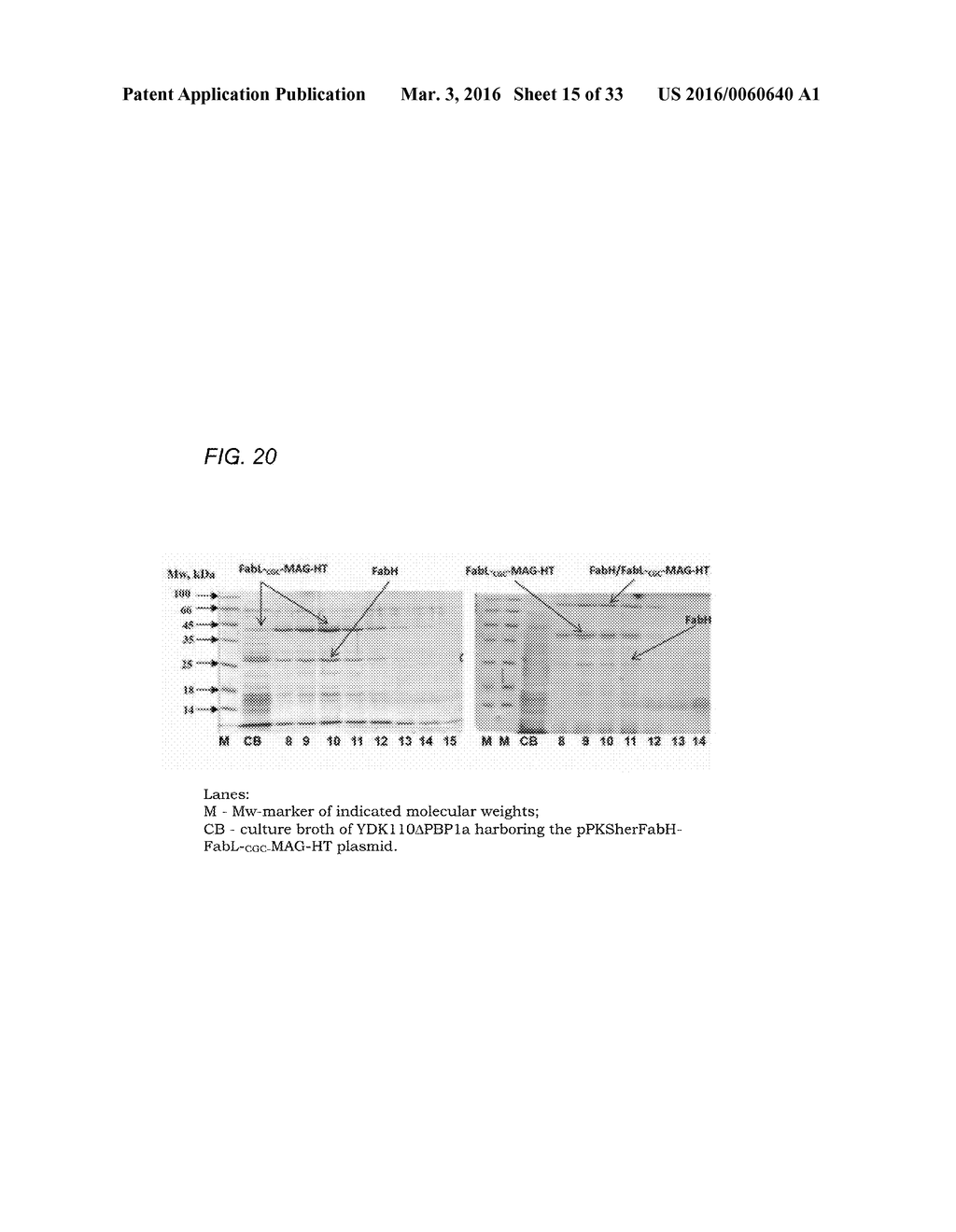 Coryneform Bacterium and Method for Producing Heterologous Fusion Proteins - diagram, schematic, and image 16