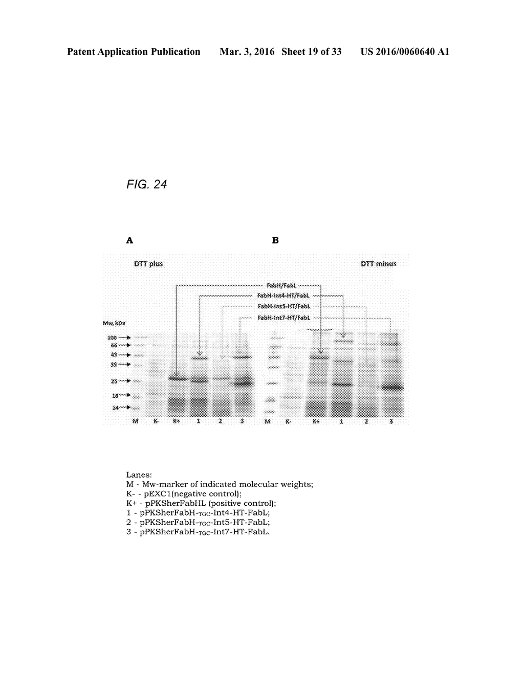 Coryneform Bacterium and Method for Producing Heterologous Fusion Proteins - diagram, schematic, and image 20