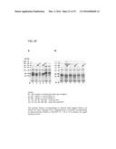 Coryneform Bacterium and Method for Producing Heterologous Fusion Proteins diagram and image