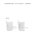 Coryneform Bacterium and Method for Producing Heterologous Fusion Proteins diagram and image