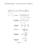 METHODS AND COMPOSITIONS FOR RNA-DIRECTED TARGET DNA MODIFICATION AND FOR     RNA-DIRECTED MODULATION OF TRANSCRIPTION diagram and image