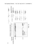 METHODS AND COMPOSITIONS FOR RNA-DIRECTED TARGET DNA MODIFICATION AND FOR     RNA-DIRECTED MODULATION OF TRANSCRIPTION diagram and image