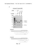 METHODS AND COMPOSITIONS FOR RNA-DIRECTED TARGET DNA MODIFICATION AND FOR     RNA-DIRECTED MODULATION OF TRANSCRIPTION diagram and image