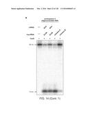 METHODS AND COMPOSITIONS FOR RNA-DIRECTED TARGET DNA MODIFICATION AND FOR     RNA-DIRECTED MODULATION OF TRANSCRIPTION diagram and image