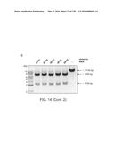 METHODS AND COMPOSITIONS FOR RNA-DIRECTED TARGET DNA MODIFICATION AND FOR     RNA-DIRECTED MODULATION OF TRANSCRIPTION diagram and image