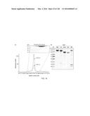 METHODS AND COMPOSITIONS FOR RNA-DIRECTED TARGET DNA MODIFICATION AND FOR     RNA-DIRECTED MODULATION OF TRANSCRIPTION diagram and image