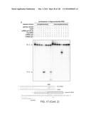 METHODS AND COMPOSITIONS FOR RNA-DIRECTED TARGET DNA MODIFICATION AND FOR     RNA-DIRECTED MODULATION OF TRANSCRIPTION diagram and image