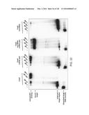 METHODS AND COMPOSITIONS FOR RNA-DIRECTED TARGET DNA MODIFICATION AND FOR     RNA-DIRECTED MODULATION OF TRANSCRIPTION diagram and image