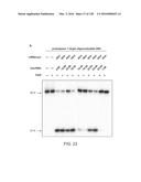 METHODS AND COMPOSITIONS FOR RNA-DIRECTED TARGET DNA MODIFICATION AND FOR     RNA-DIRECTED MODULATION OF TRANSCRIPTION diagram and image