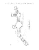 METHODS AND COMPOSITIONS FOR RNA-DIRECTED TARGET DNA MODIFICATION AND FOR     RNA-DIRECTED MODULATION OF TRANSCRIPTION diagram and image