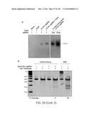 METHODS AND COMPOSITIONS FOR RNA-DIRECTED TARGET DNA MODIFICATION AND FOR     RNA-DIRECTED MODULATION OF TRANSCRIPTION diagram and image