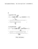 METHODS AND COMPOSITIONS FOR RNA-DIRECTED TARGET DNA MODIFICATION AND FOR     RNA-DIRECTED MODULATION OF TRANSCRIPTION diagram and image