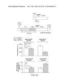 METHODS AND COMPOSITIONS FOR RNA-DIRECTED TARGET DNA MODIFICATION AND FOR     RNA-DIRECTED MODULATION OF TRANSCRIPTION diagram and image