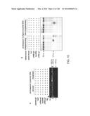 METHODS AND COMPOSITIONS FOR RNA-DIRECTED TARGET DNA MODIFICATION AND FOR     RNA-DIRECTED MODULATION OF TRANSCRIPTION diagram and image