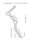 METHODS AND COMPOSITIONS FOR RNA-DIRECTED TARGET DNA MODIFICATION AND FOR     RNA-DIRECTED MODULATION OF TRANSCRIPTION diagram and image