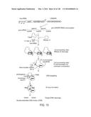 METHODS AND COMPOSITIONS FOR RNA-DIRECTED TARGET DNA MODIFICATION AND FOR     RNA-DIRECTED MODULATION OF TRANSCRIPTION diagram and image