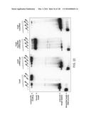 METHODS AND COMPOSITIONS FOR RNA-DIRECTED TARGET DNA MODIFICATION AND FOR     RNA-DIRECTED MODULATION OF TRANSCRIPTION diagram and image